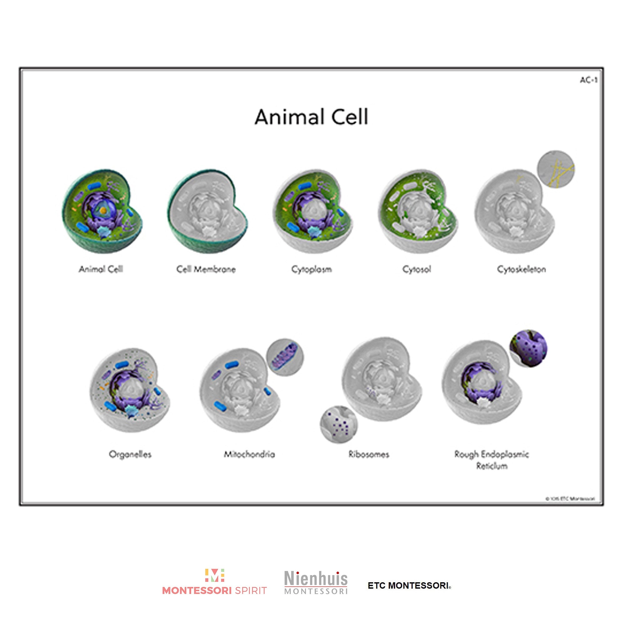 Animal Cell