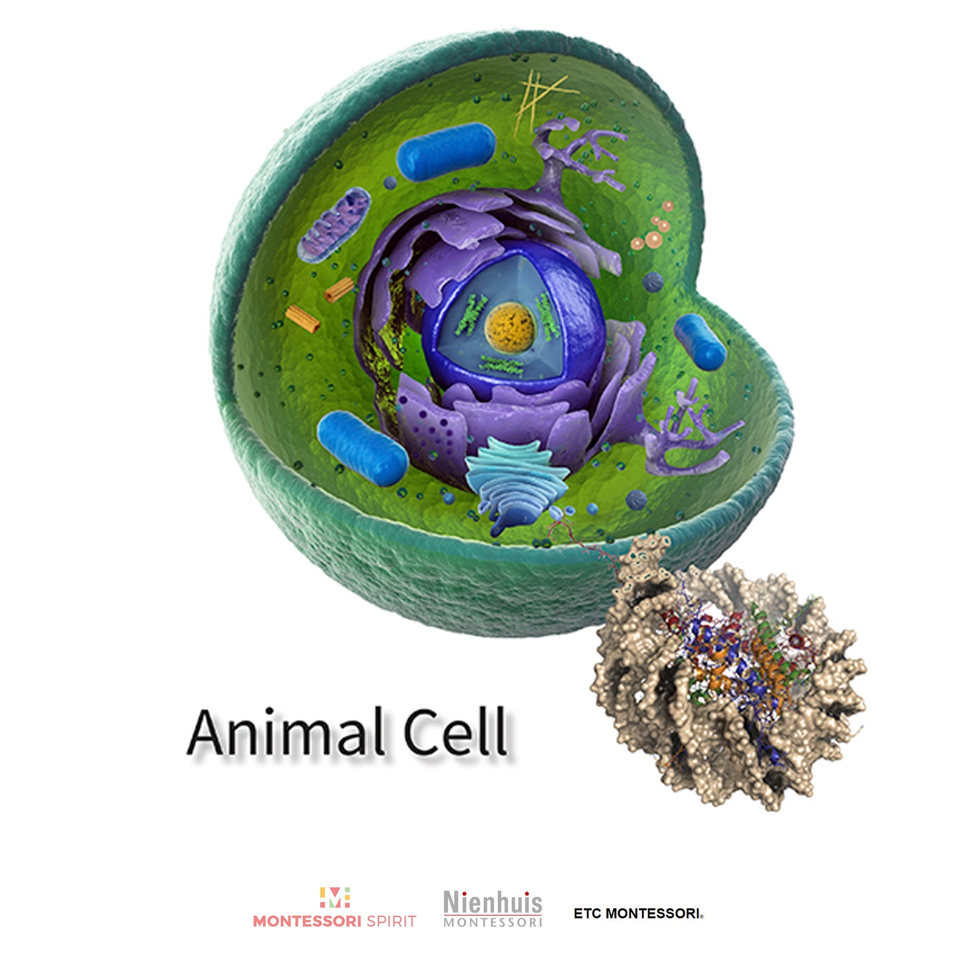 Animal Cell