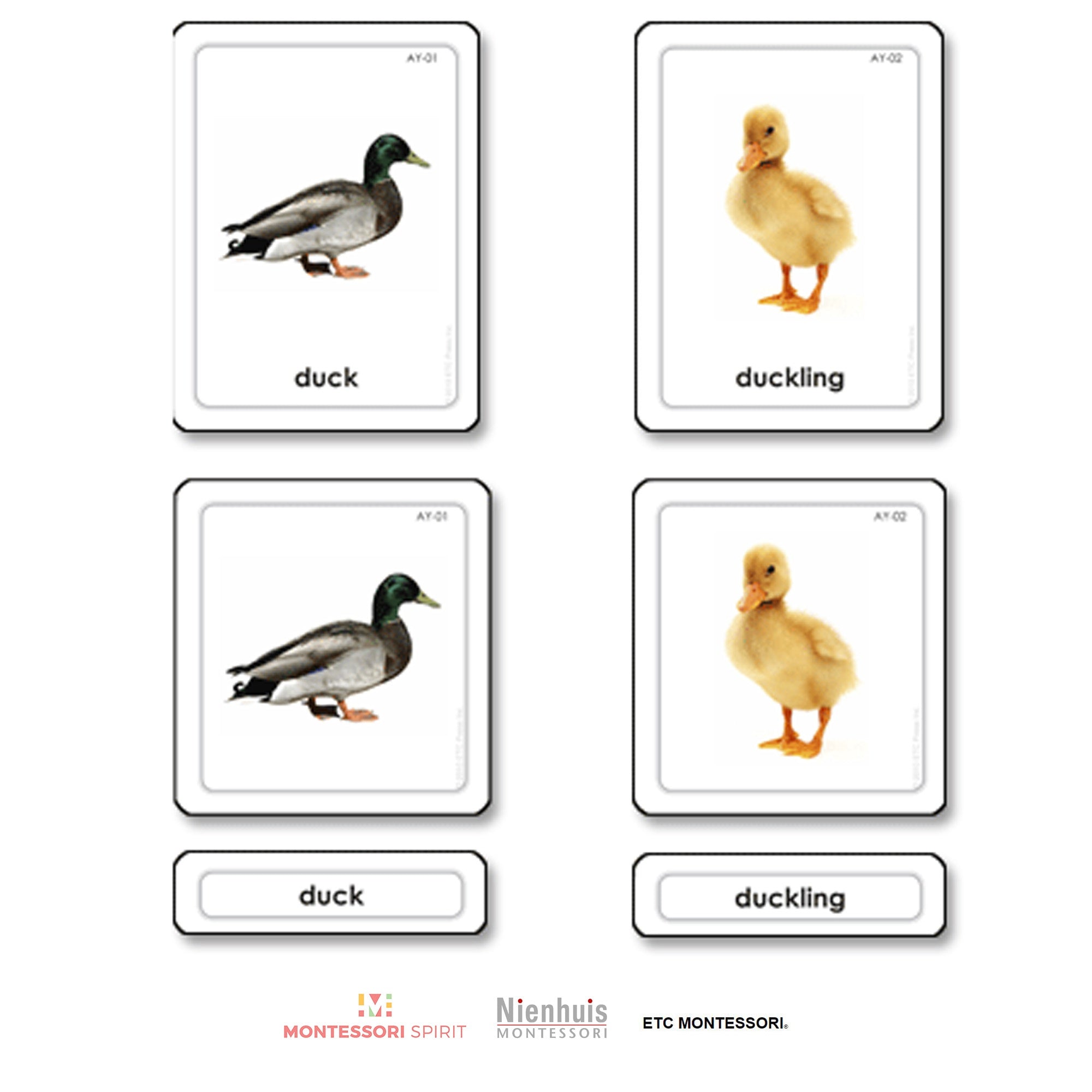 Animal Young 3 Part Cards