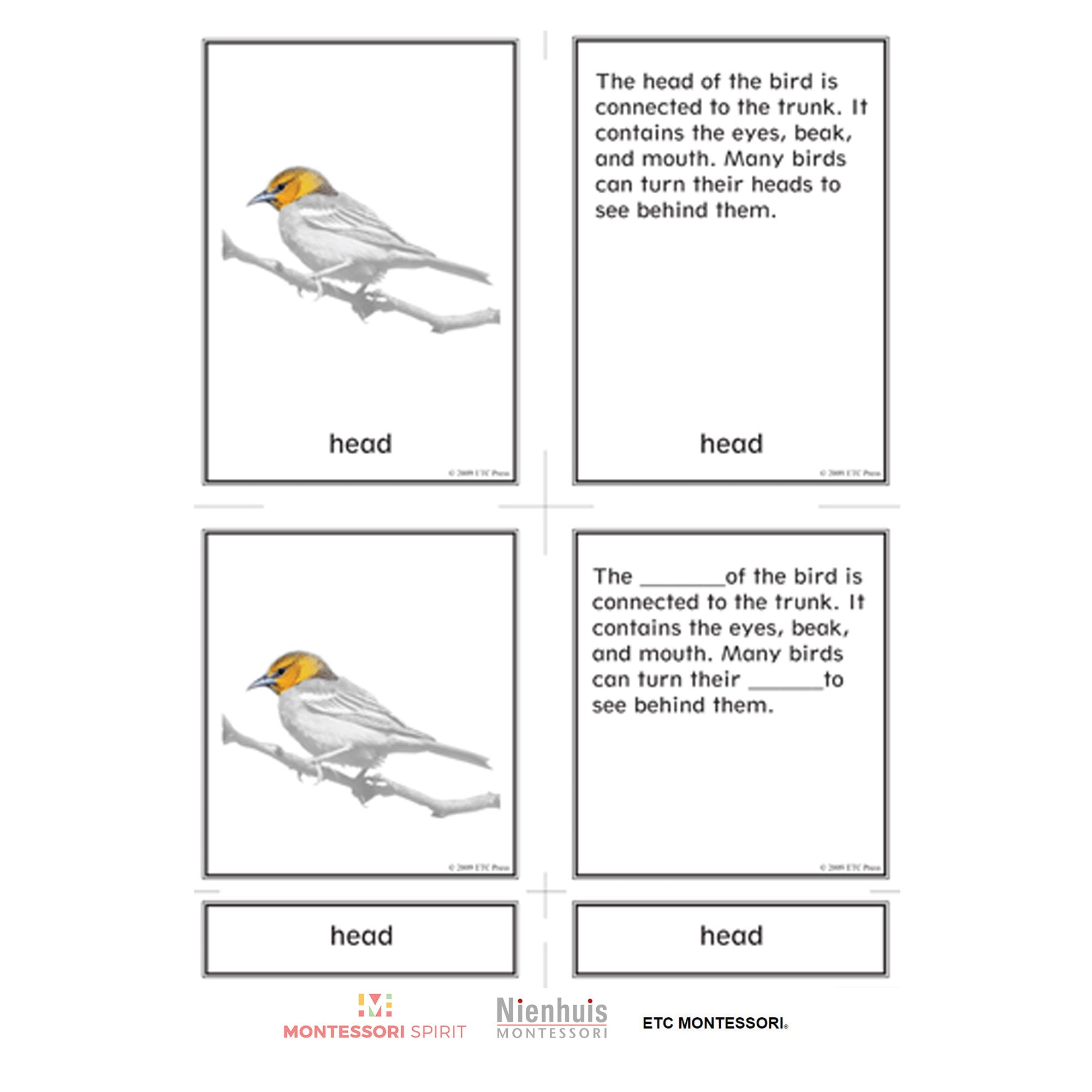 External Characteristics of Vertebrates