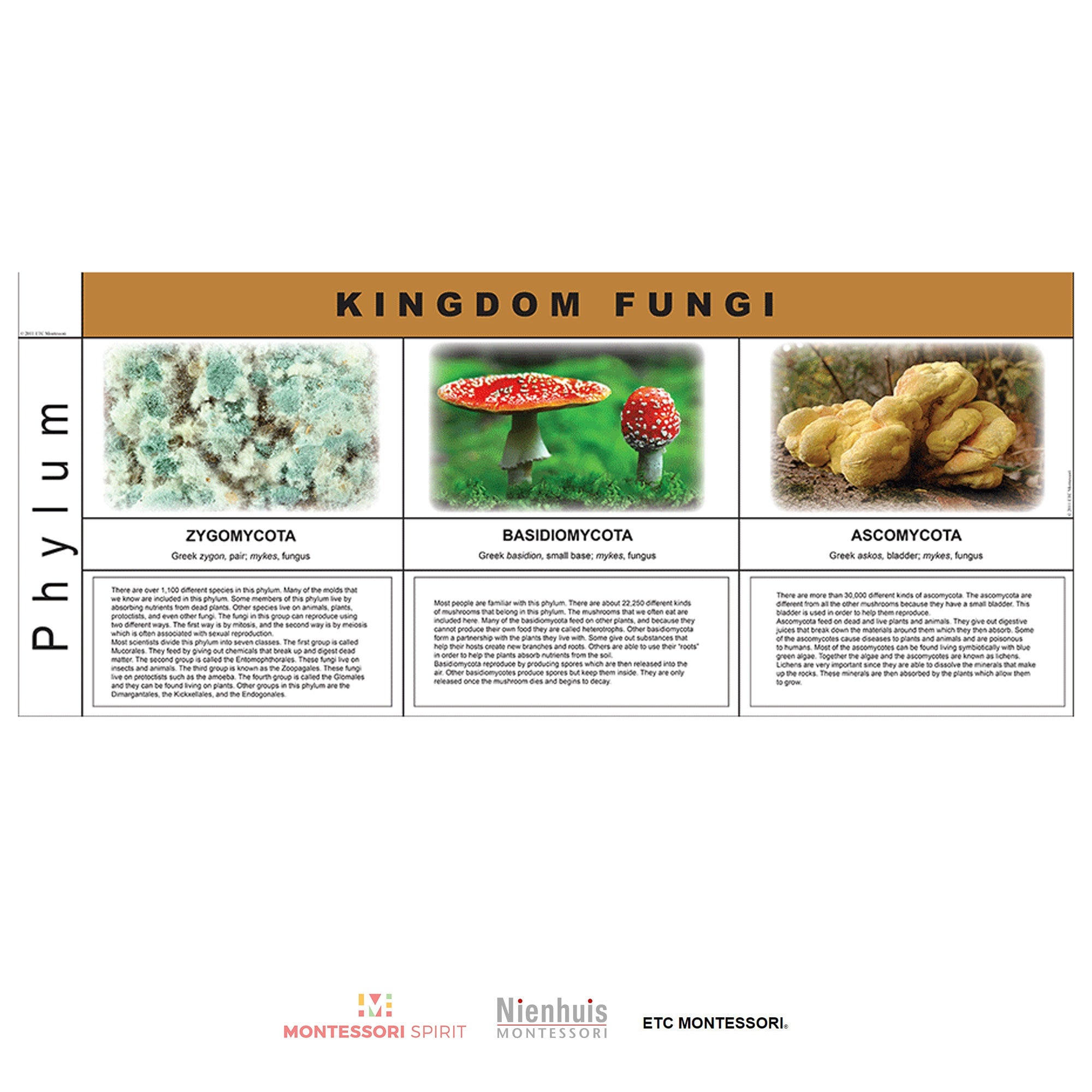 Fungi Kingdom Charts