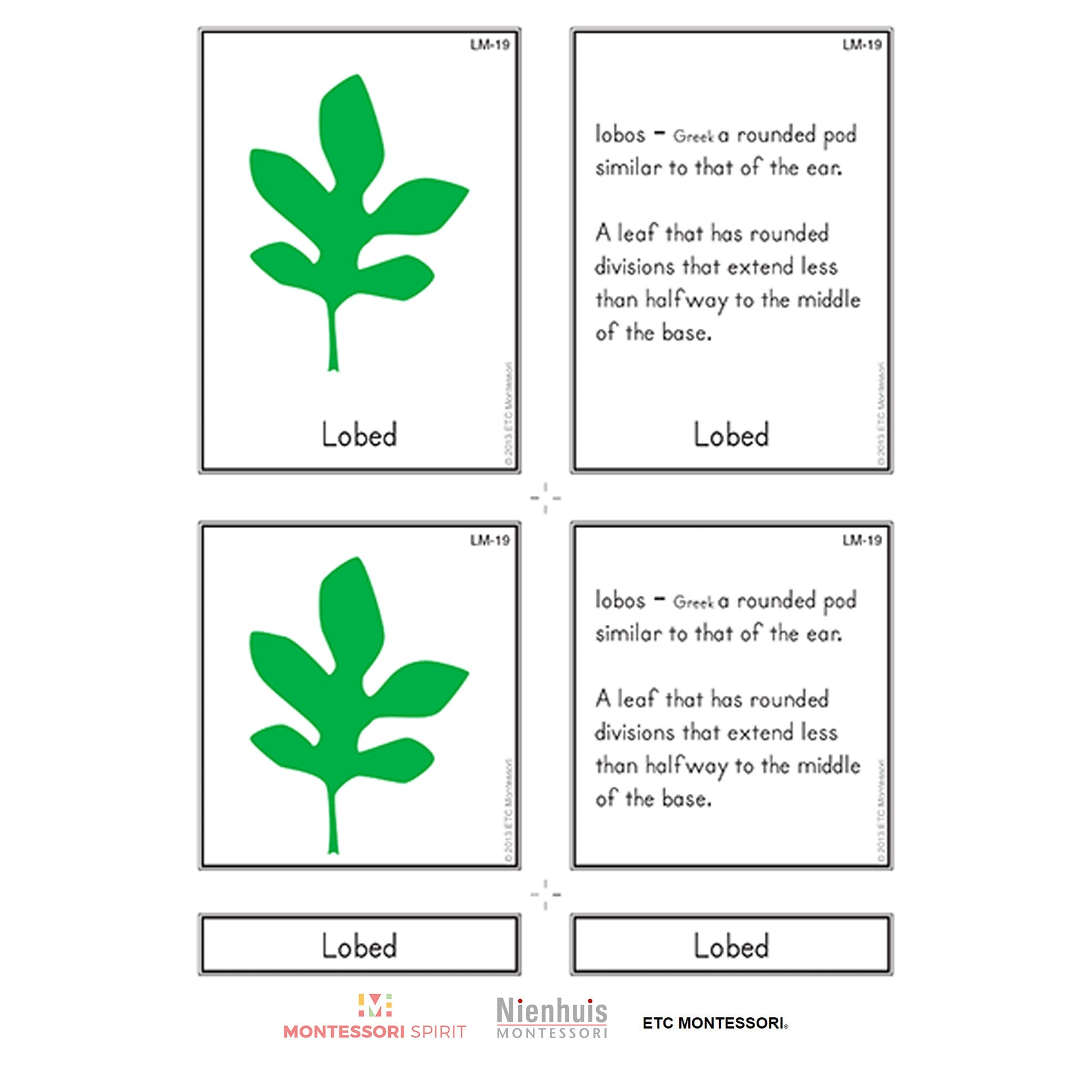 Leaf Morphology Nomenclature