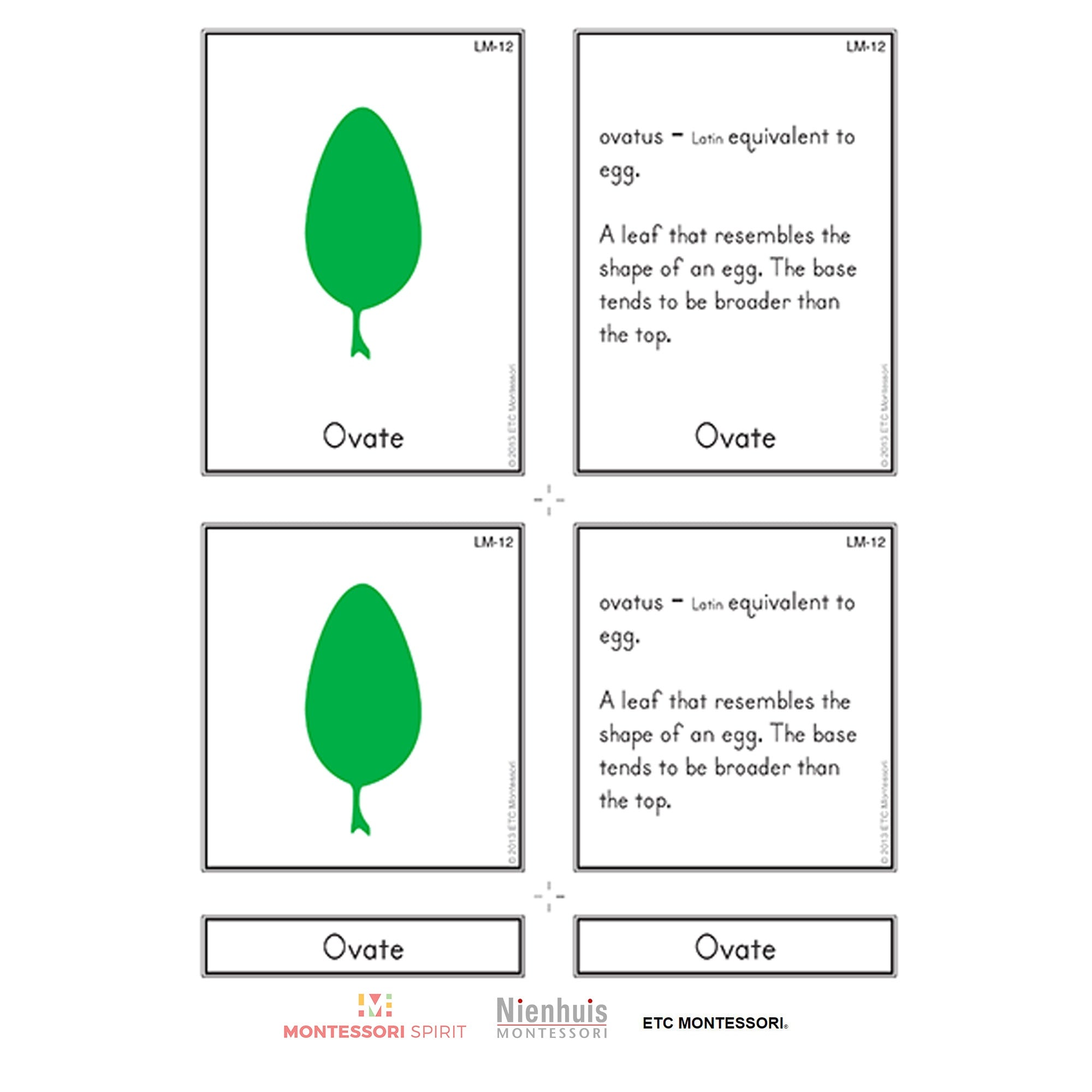 Leaf Morphology Nomenclature