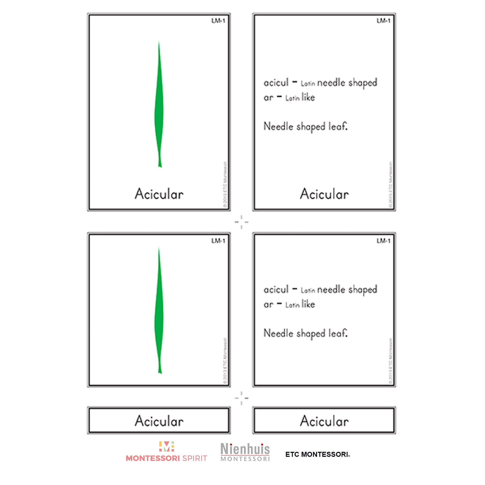 Leaf Morphology Nomenclature