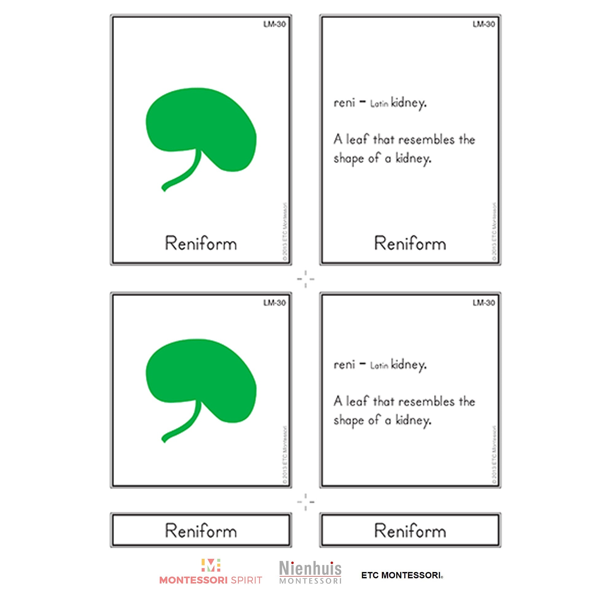 Leaf Morphology Nomenclature