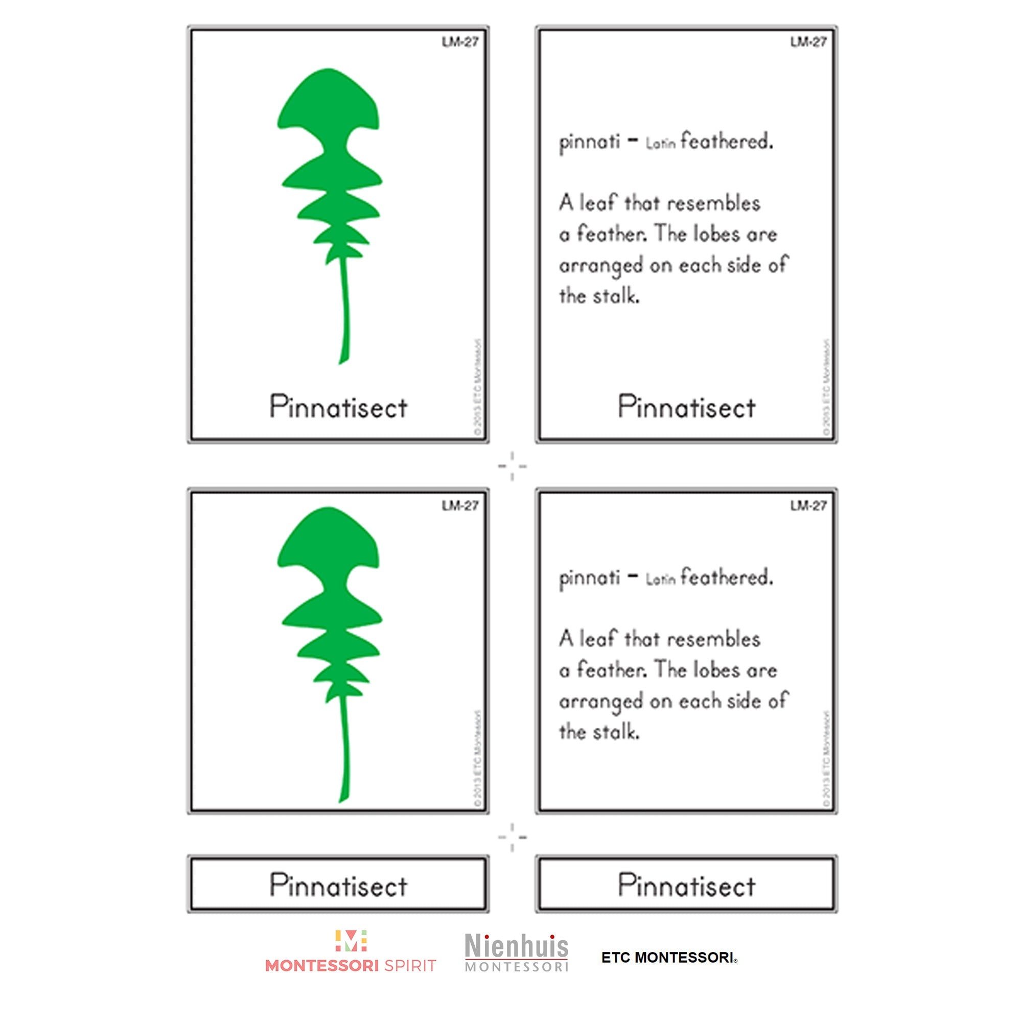 Leaf Morphology Nomenclature