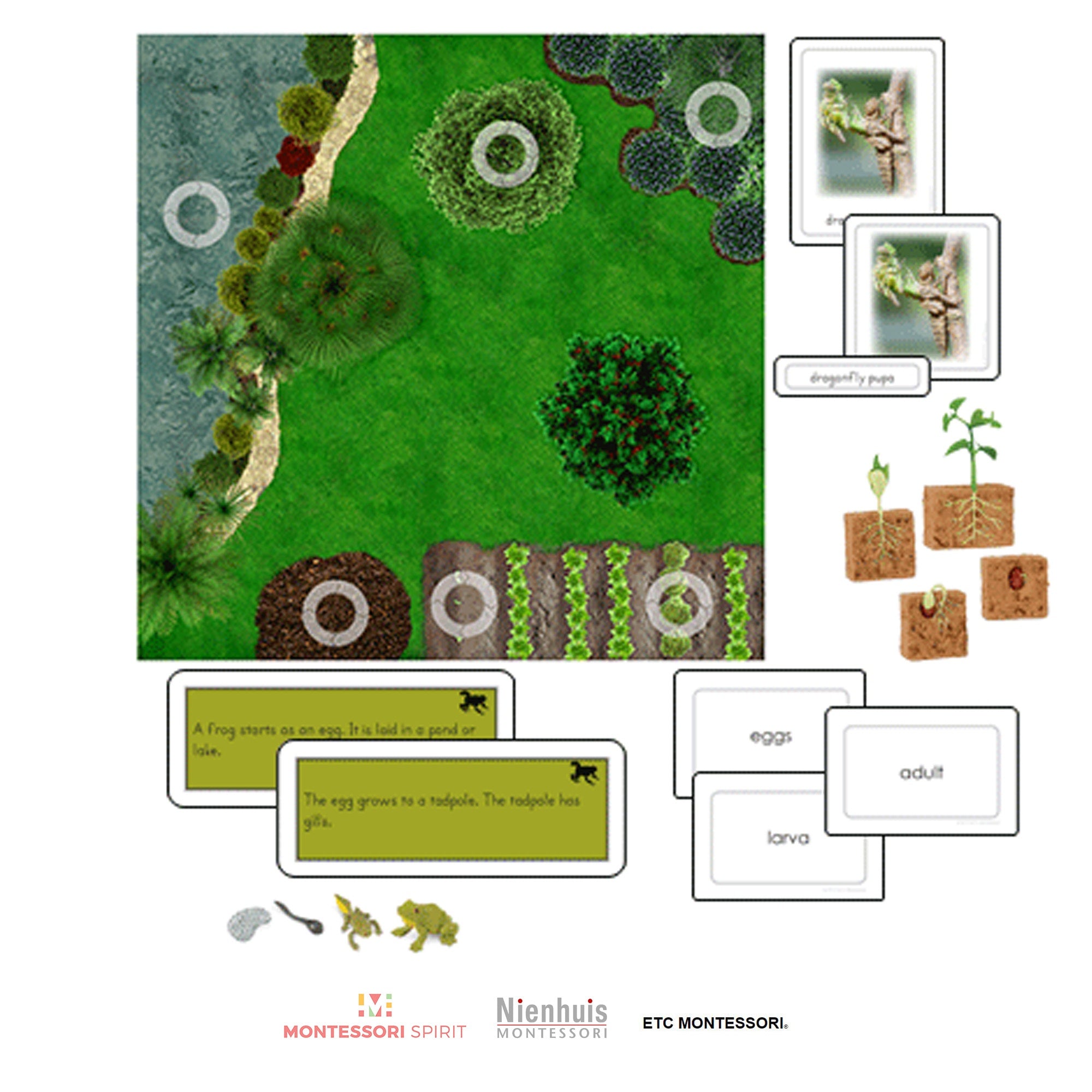 Life Cycle Curriculum