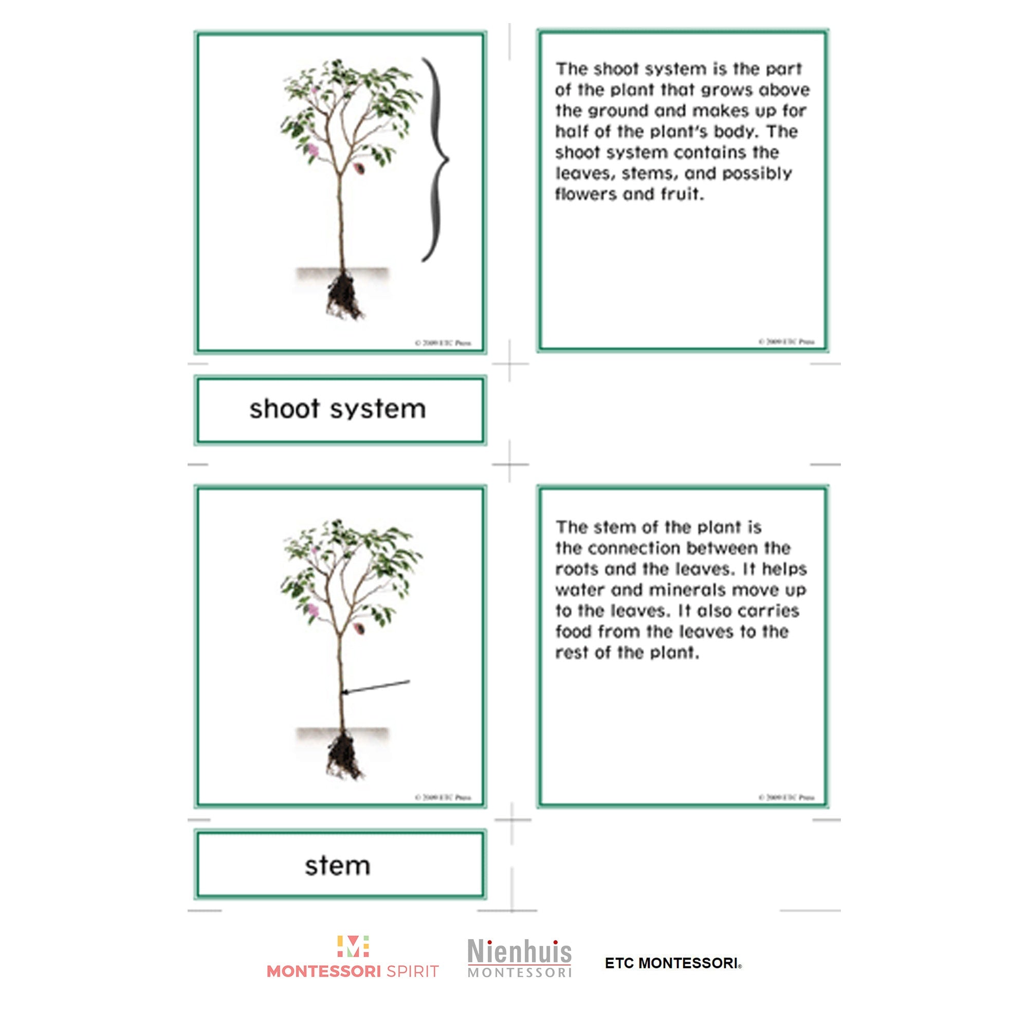 Lower Elementary Botany Nomenclature