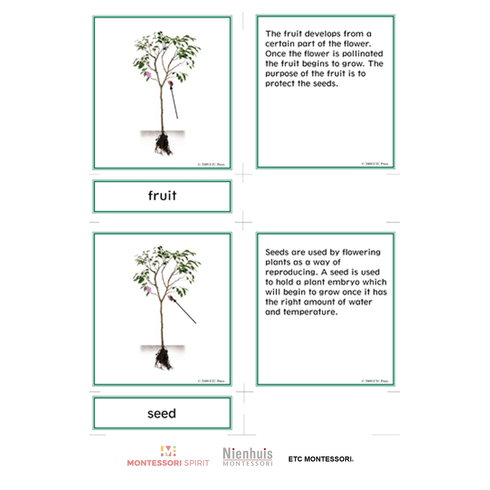 Lower Elementary Botany Nomenclature