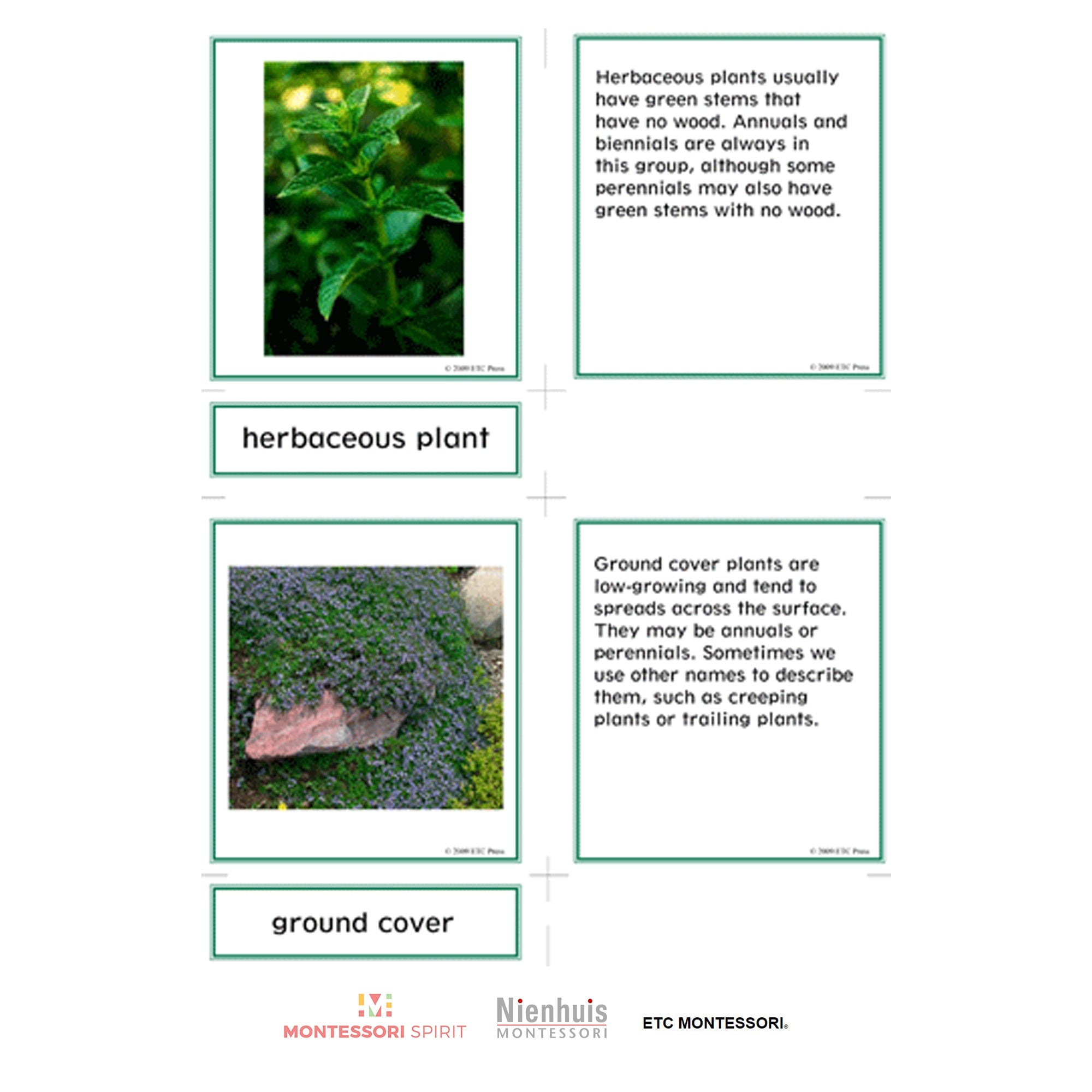 Lower Elementary Botany Nomenclature