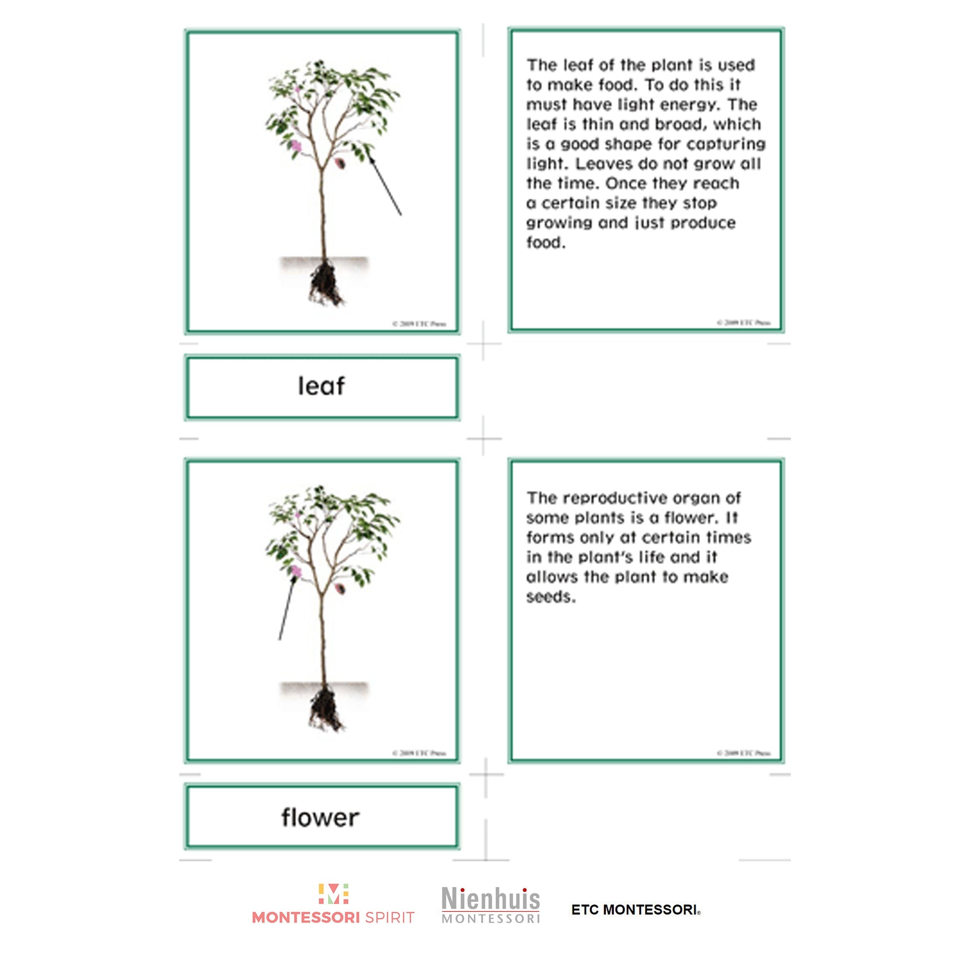 Lower Elementary Botany Nomenclature