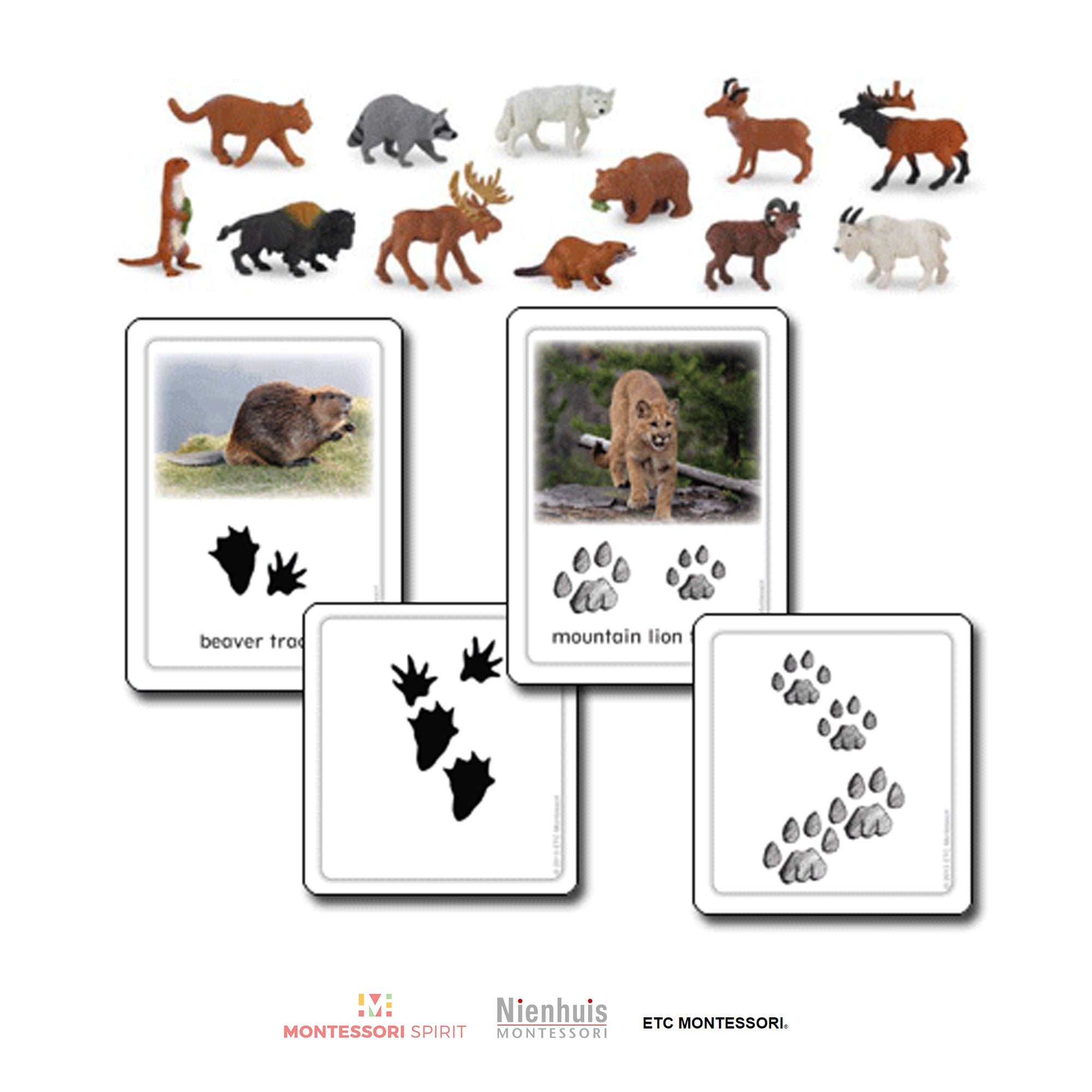 North American Animal Tracks w/ Objects