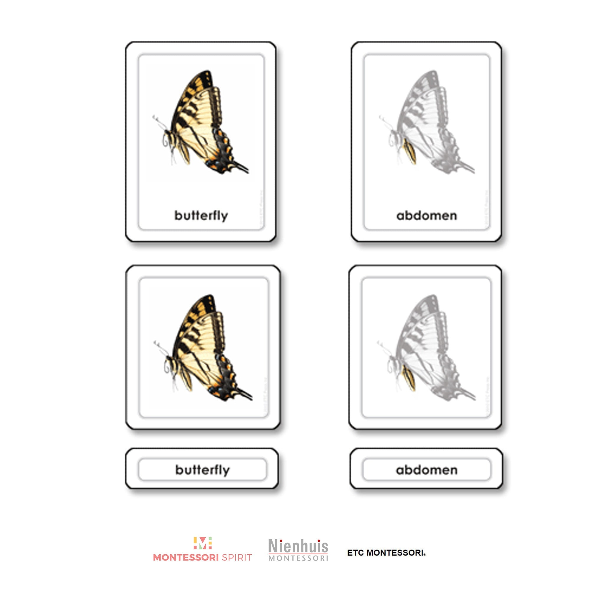 Parts of a Butterfly (Insects)