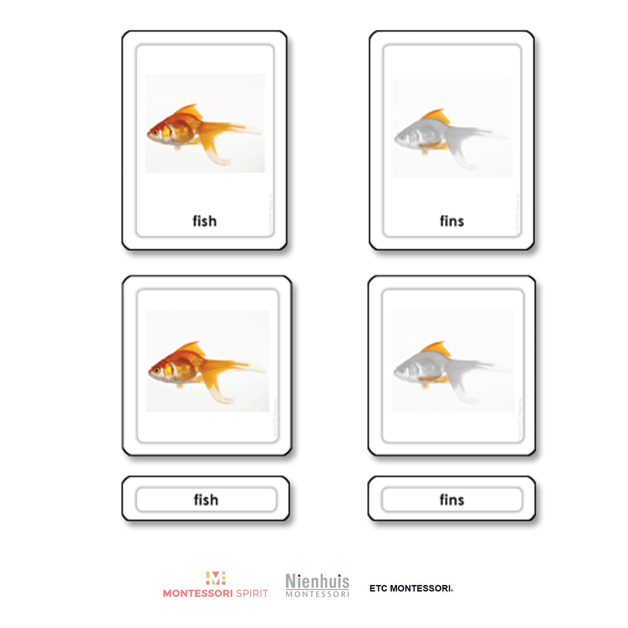 Parts of a Fish (Osteicthyes)