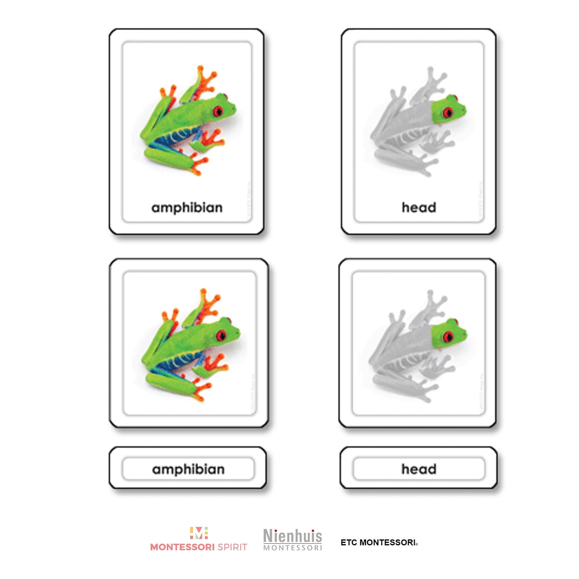 Parts of a Frog (Amphibians)