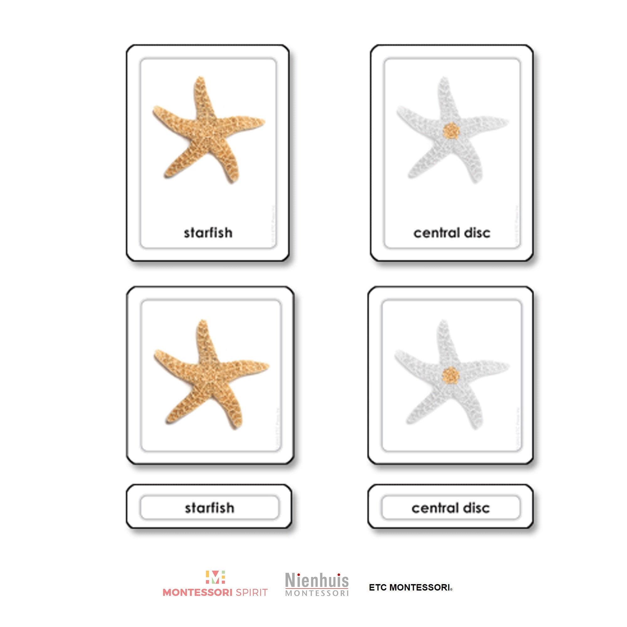 Parts of a Starfish (Echinoderms)