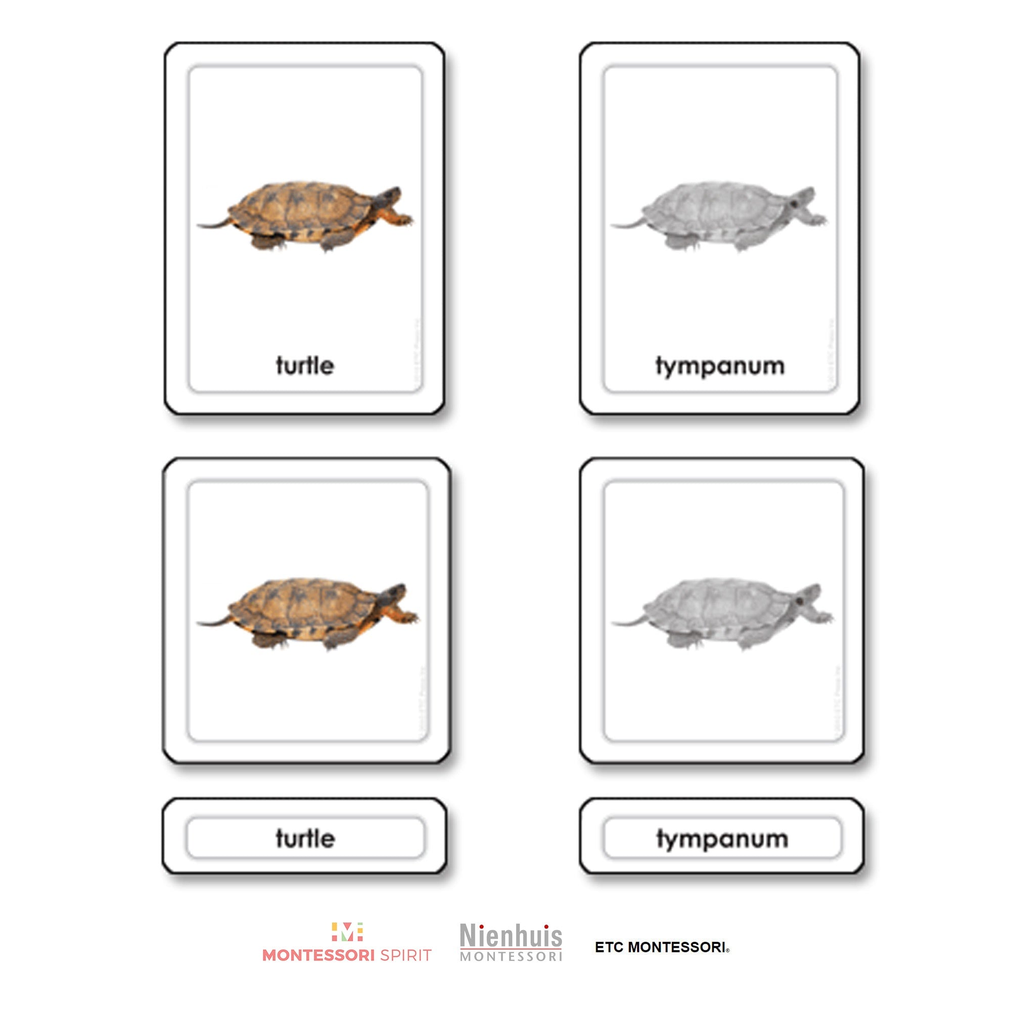 Parts of a Turtle (Reptile)