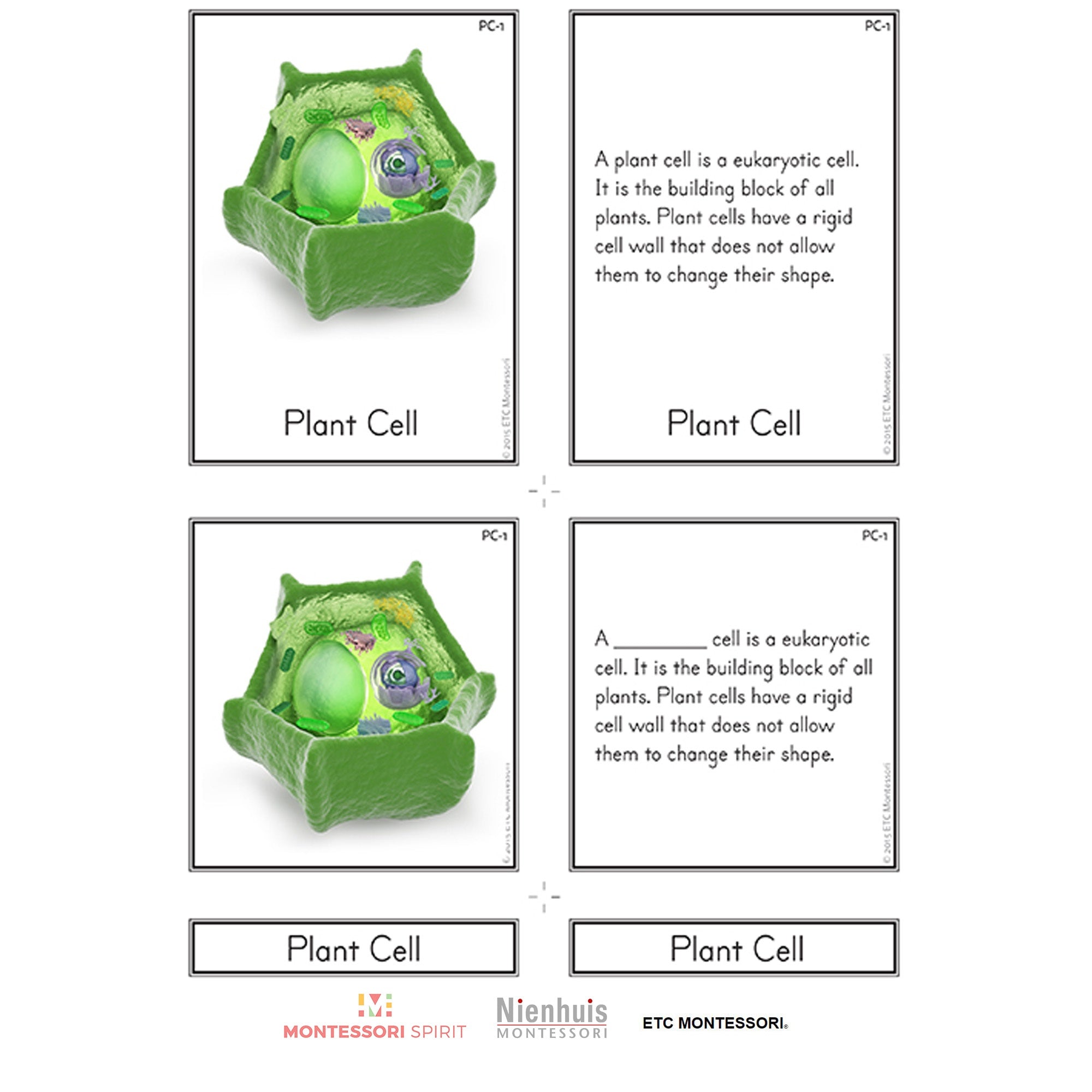 Plant Cell