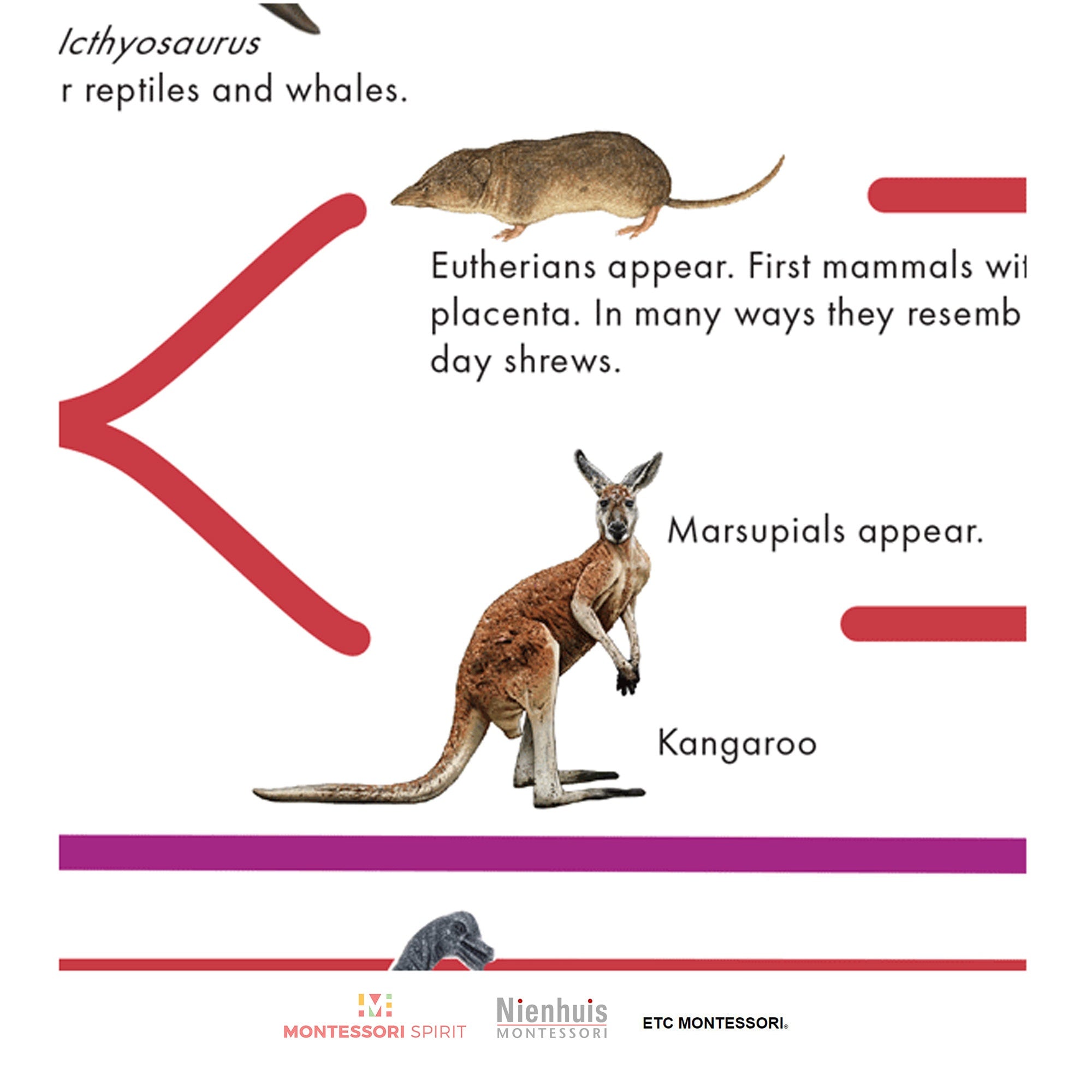 Timeline of Life (Display)