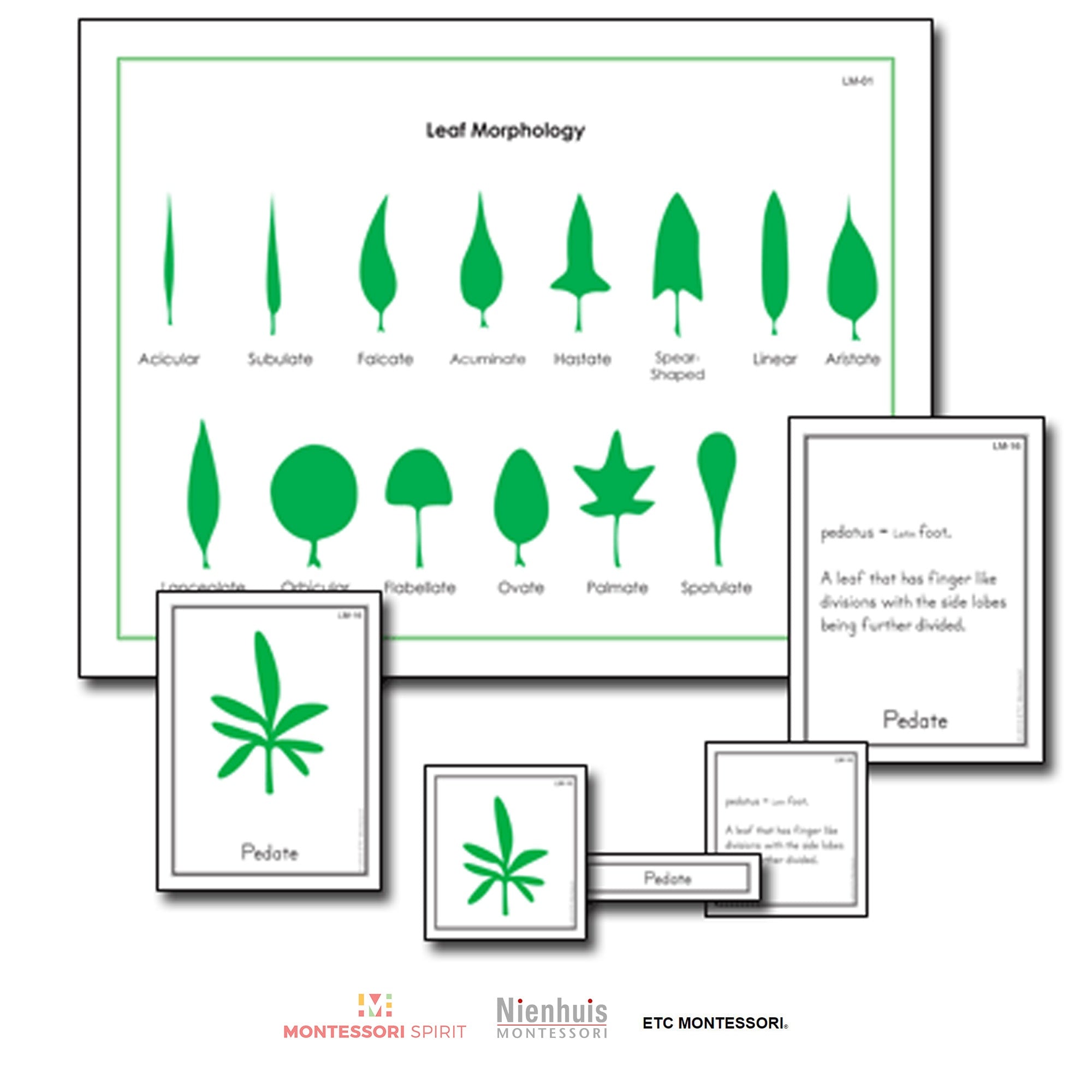 Leaf Morphology Nomenklatur