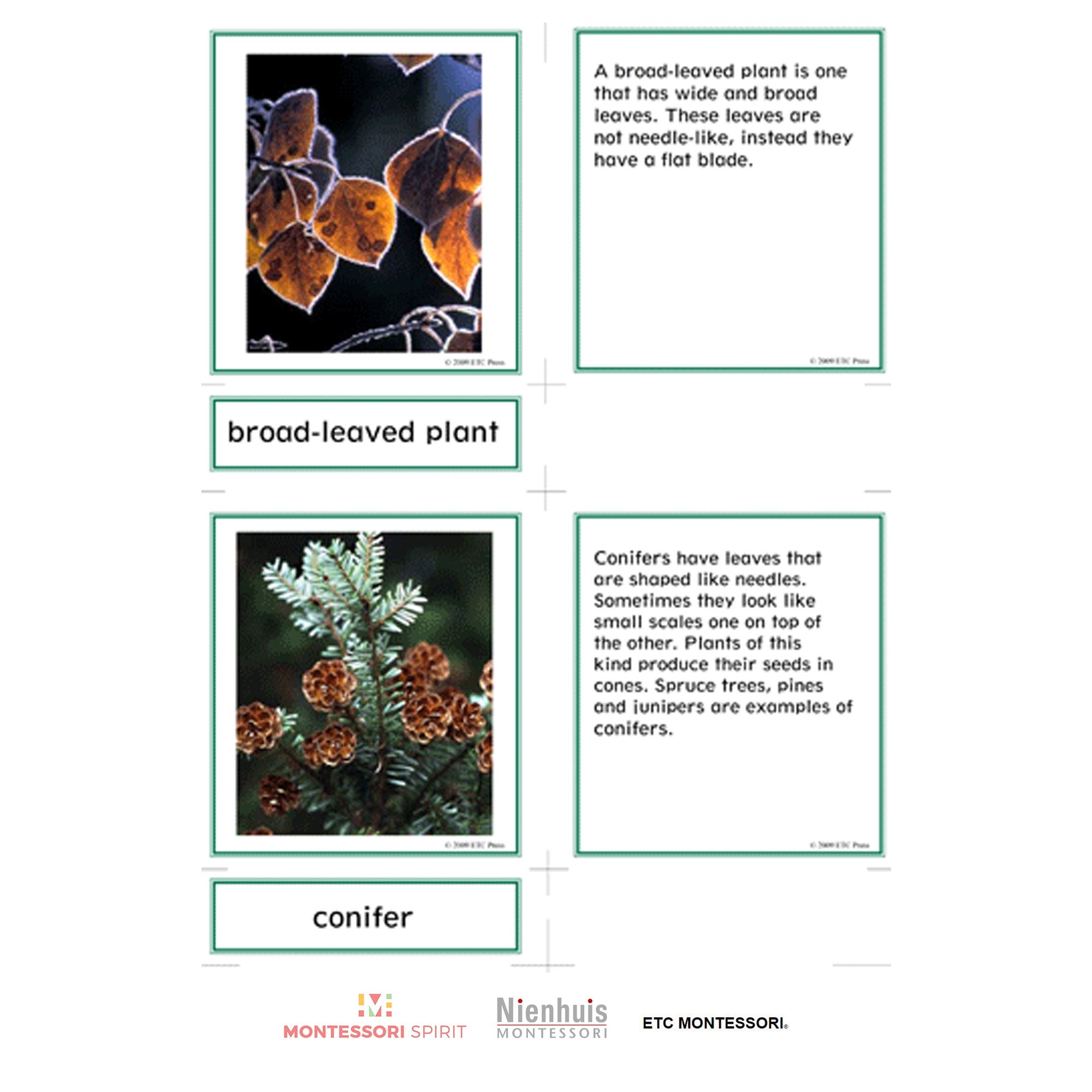 Lower Elementary Botany Nomenclature