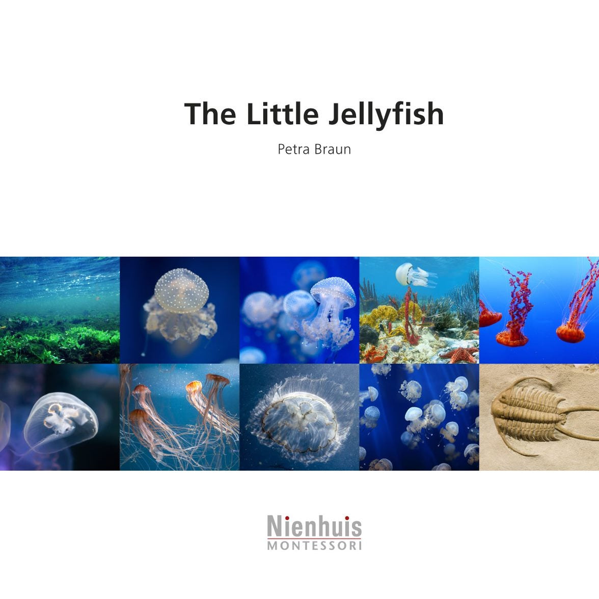 The Little Jellyfish