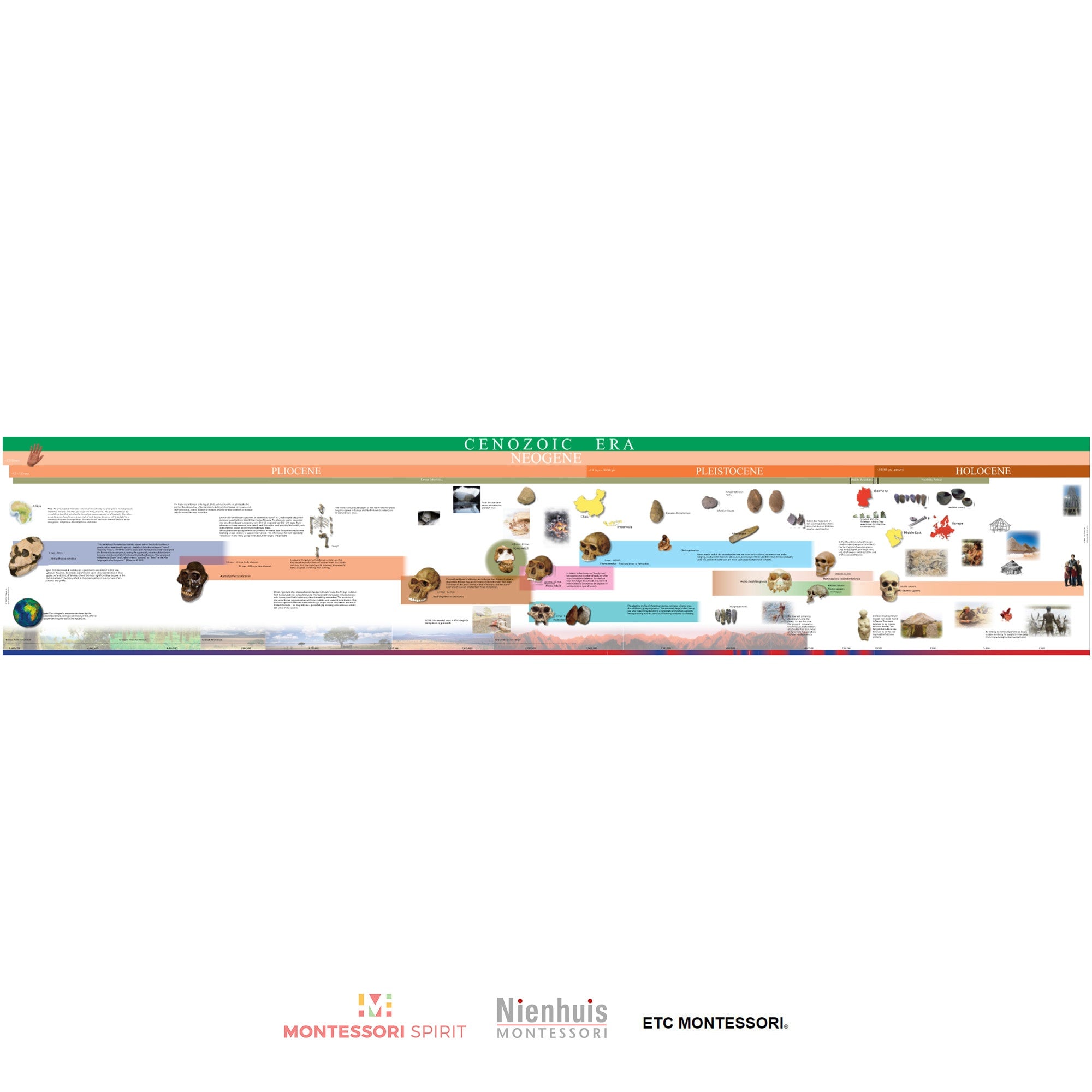 Timeline of Early Humans (Display)