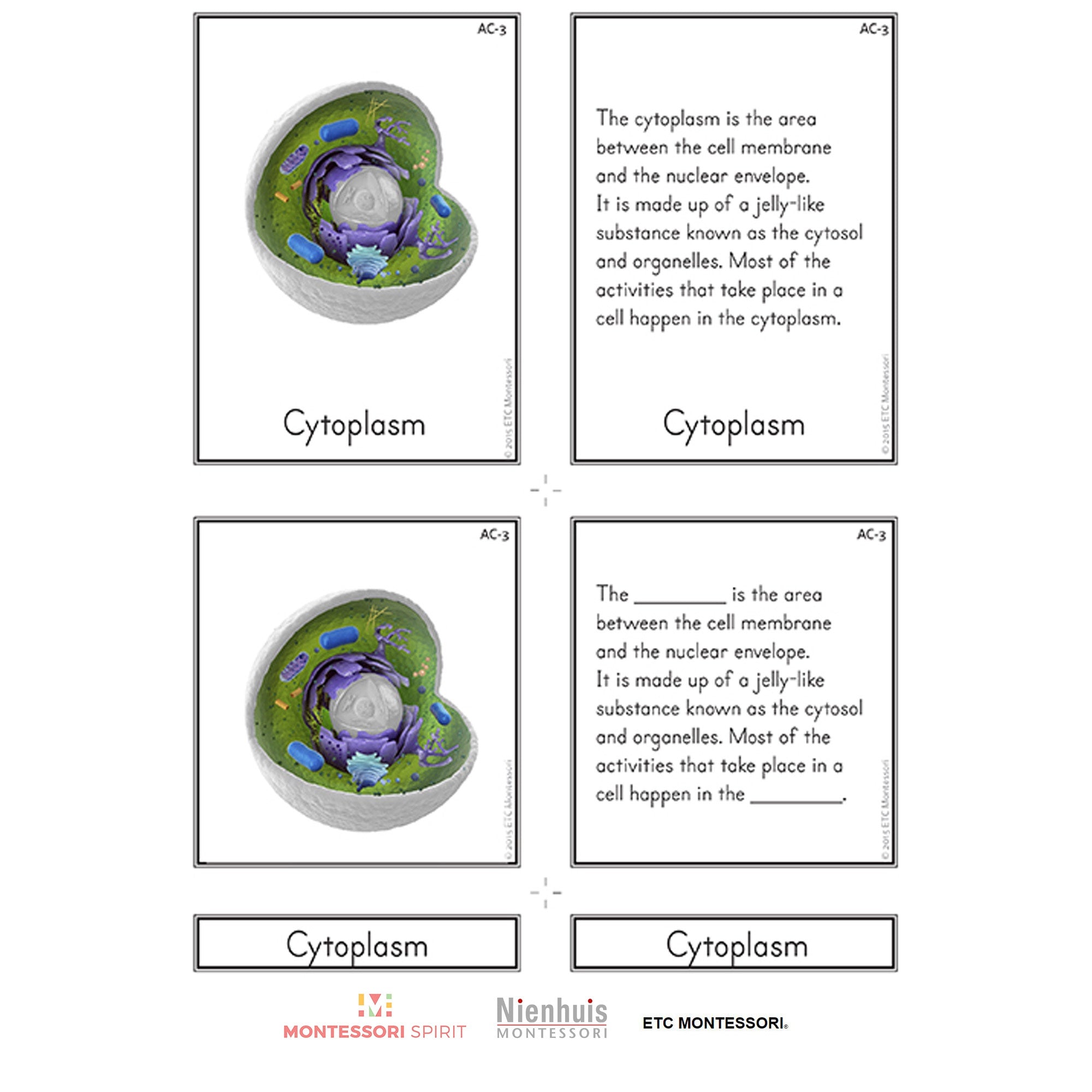 Animal Cell