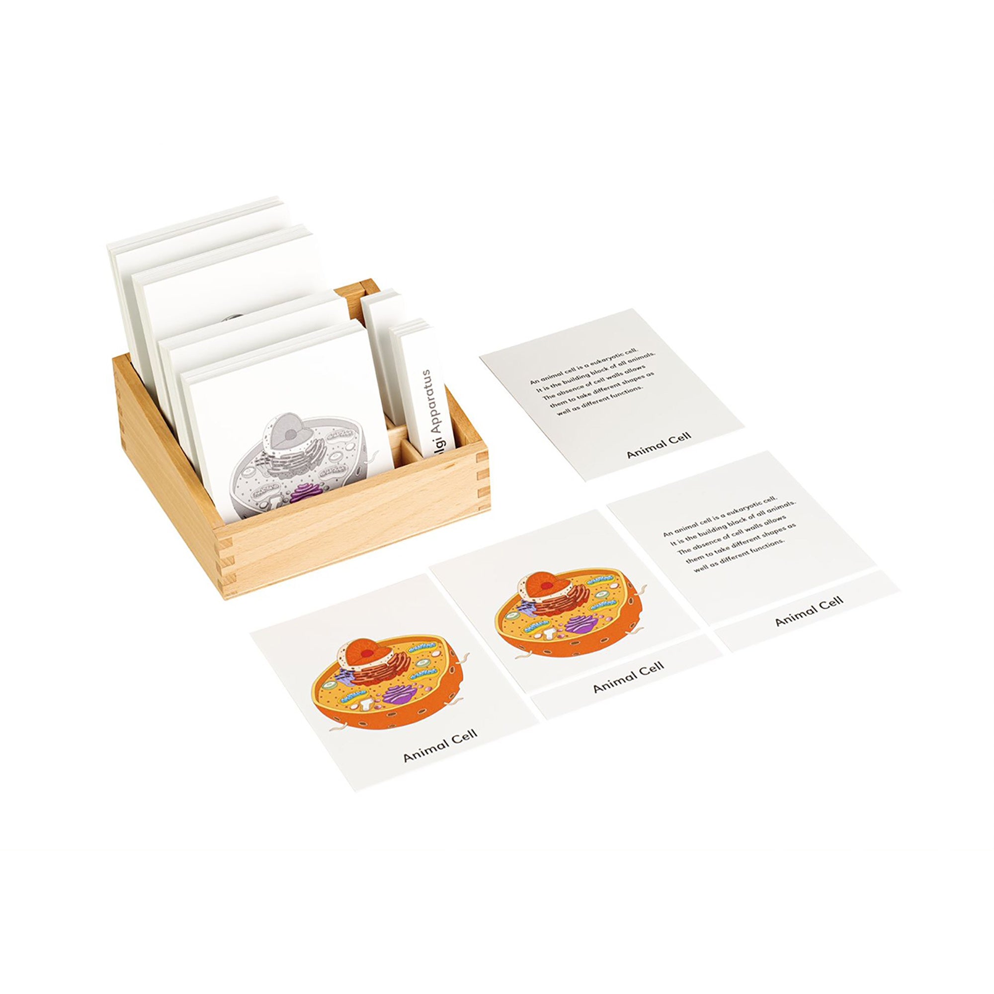 Nomenclature cards for animal cells