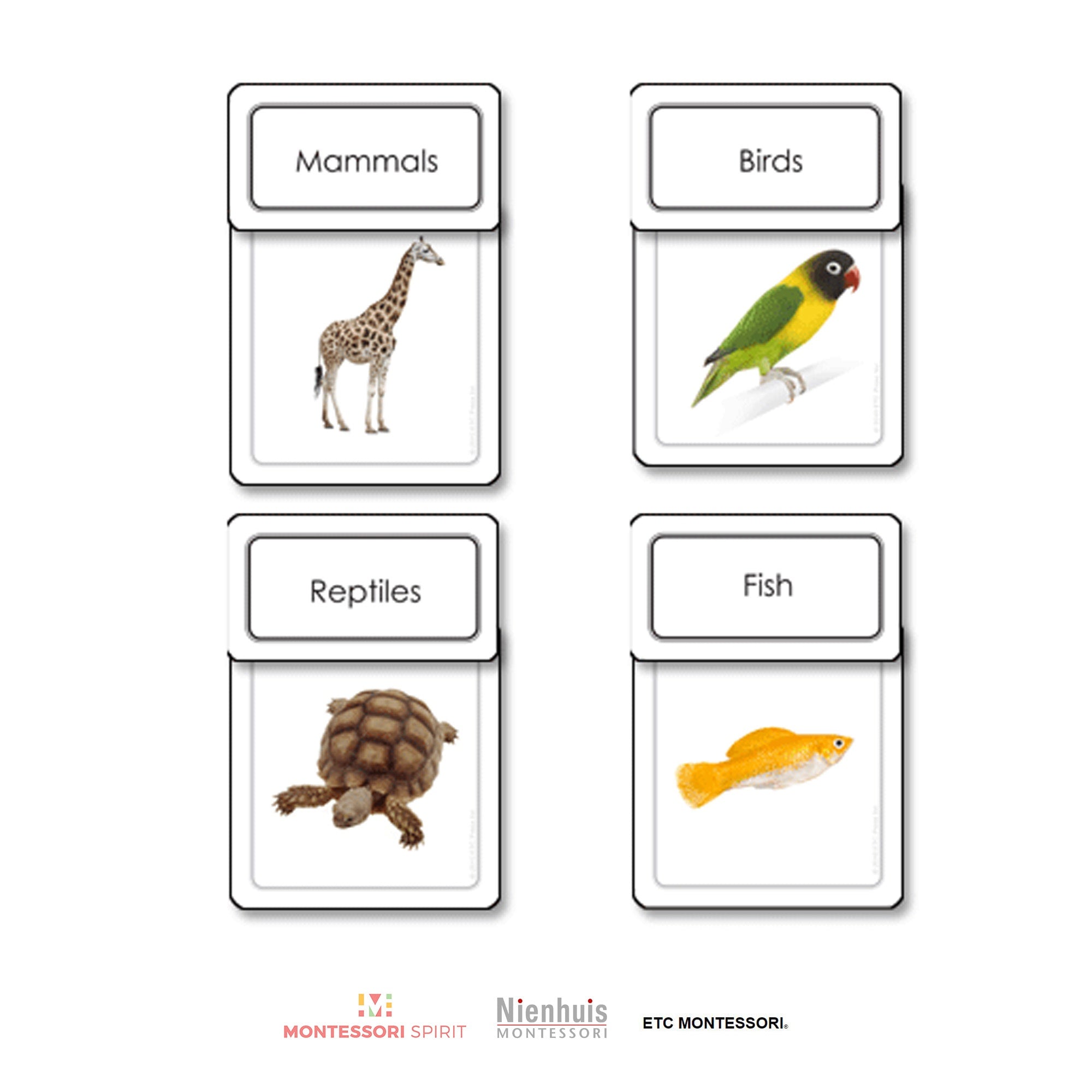 Five Classes of Vertebrates Sorting Cards