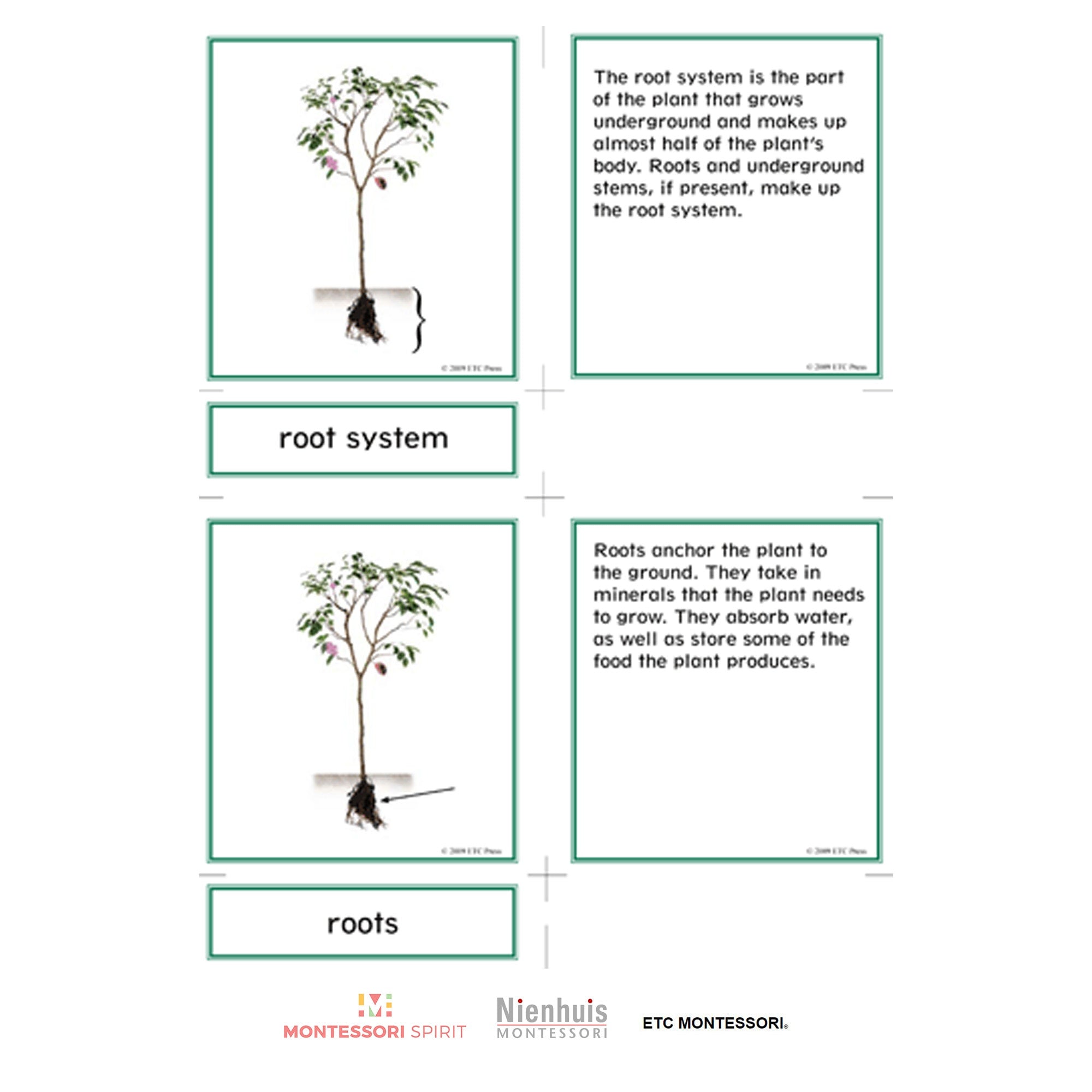 Lower Elementary Botany Nomenclature