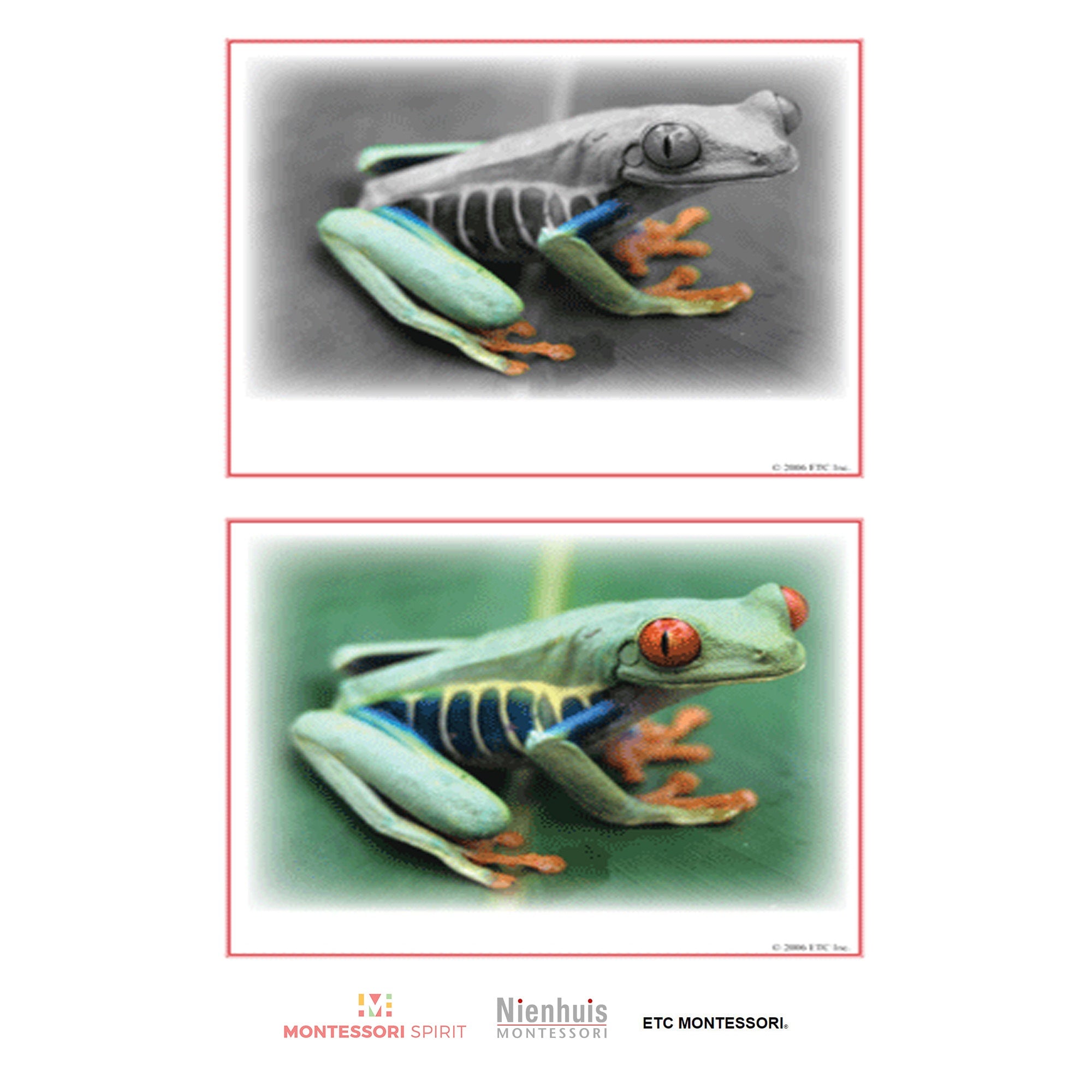 Main Characteristics of Vertebrates