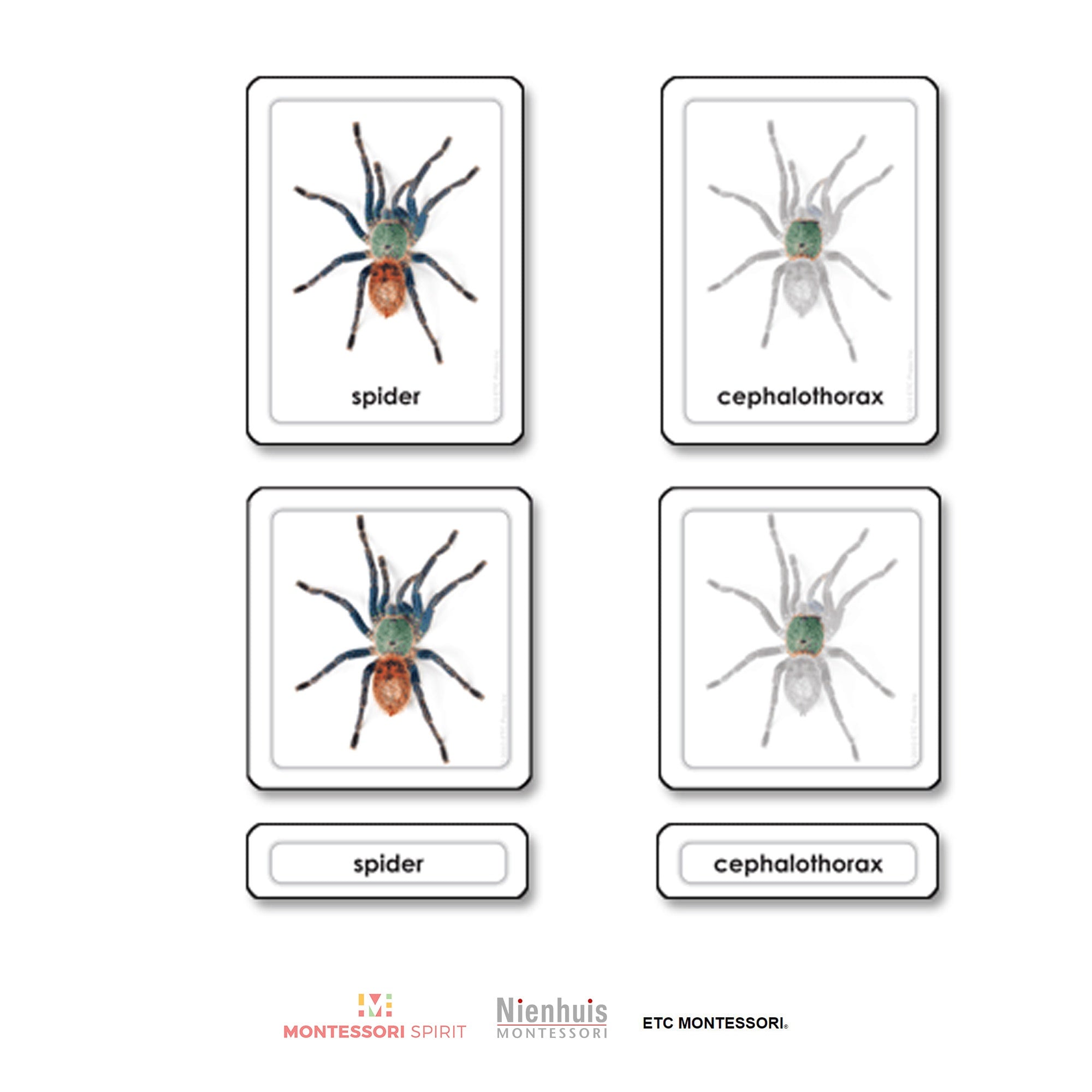 Parts of a Spider (Arachnid)