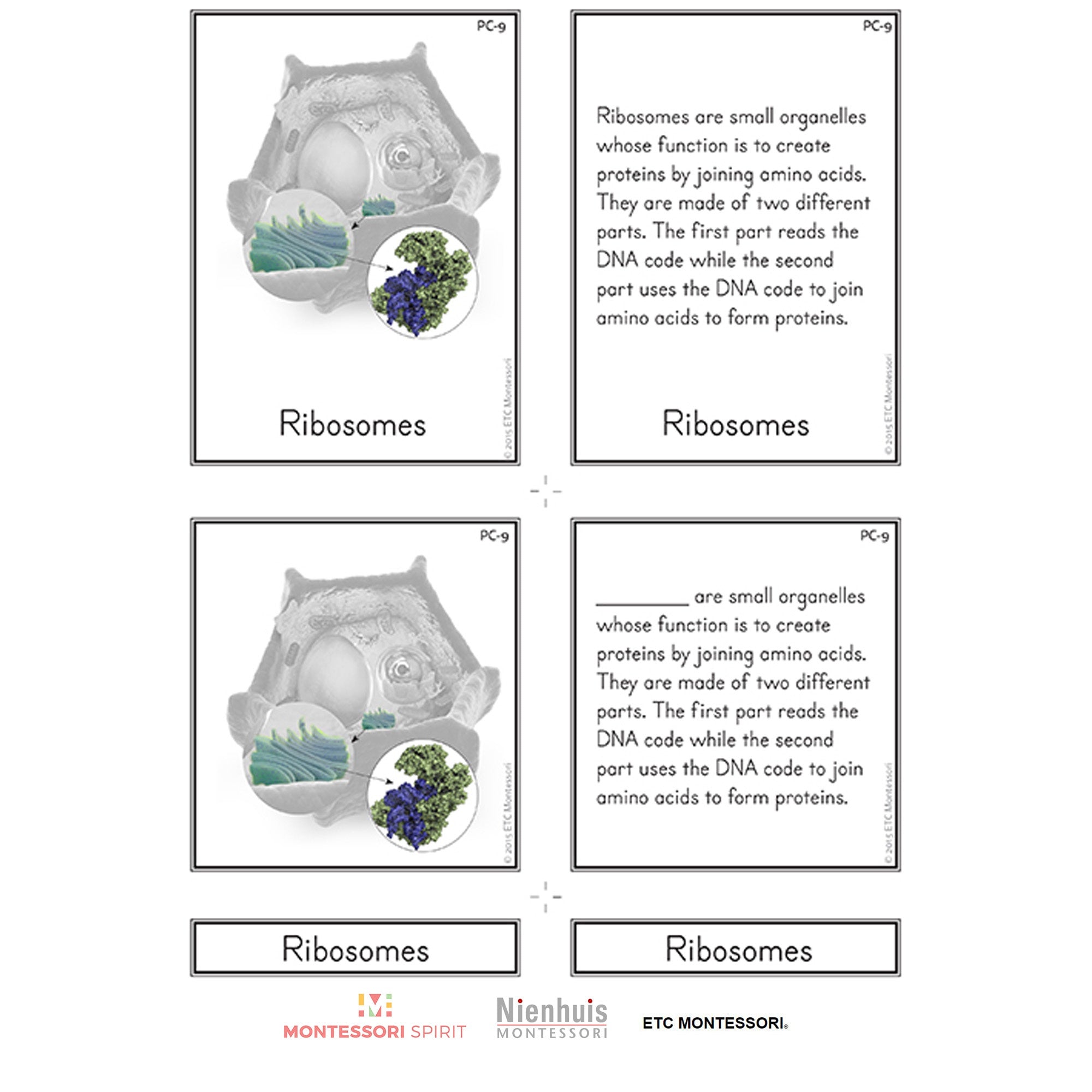 Plant Cell