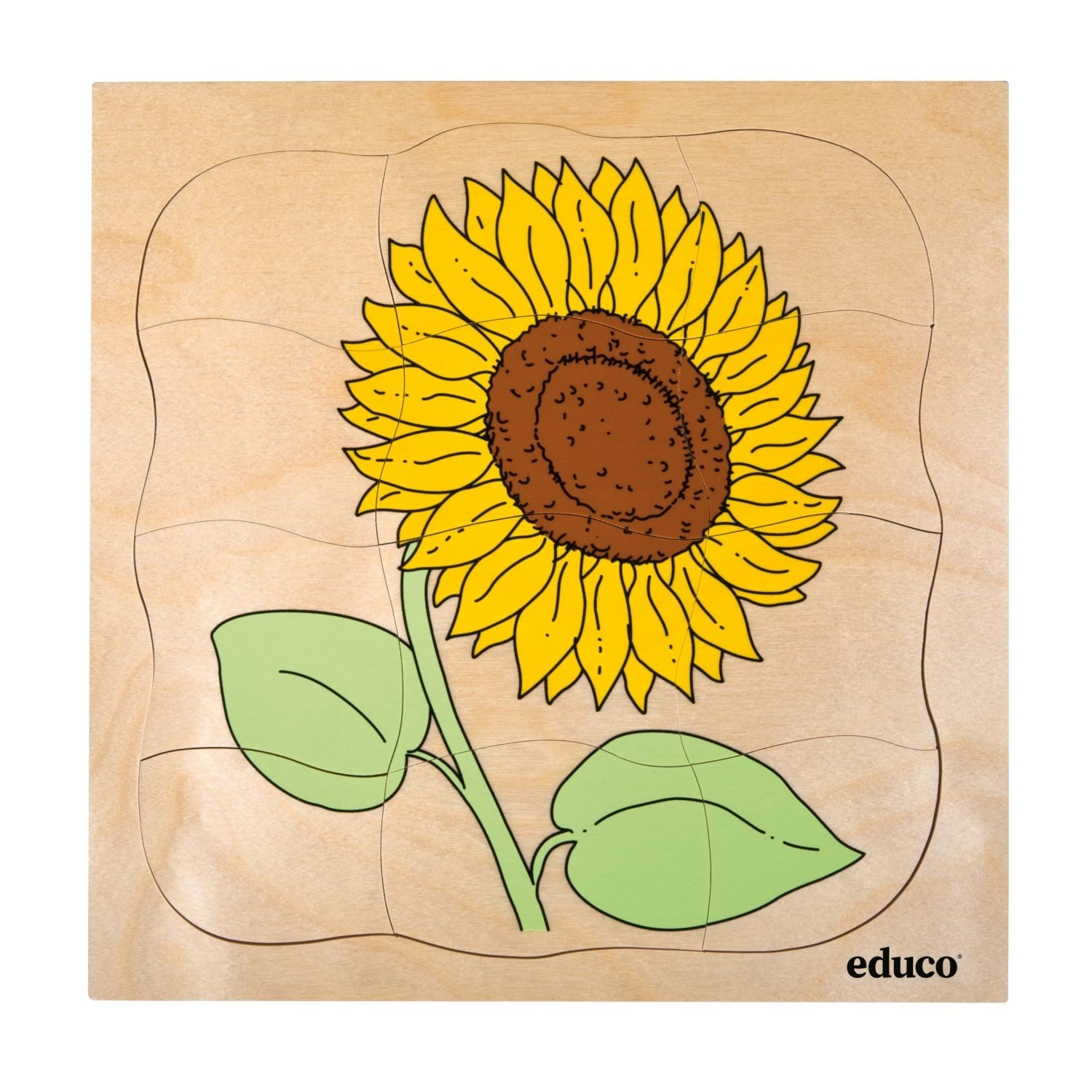 Evolutionary puzzle - Sunflower