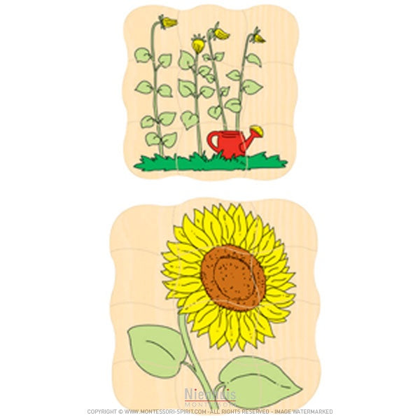 Evolutionary puzzle - Sunflower